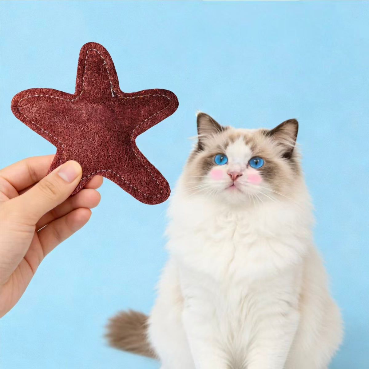 Hand holding star loofah cat toy, demonstration for indoor cat interactive play toy