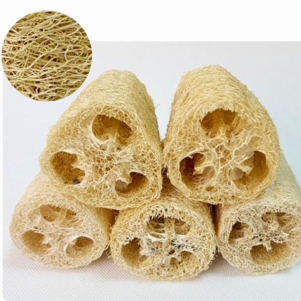 Cut natural loofah gourds showing their fibrous interior structure